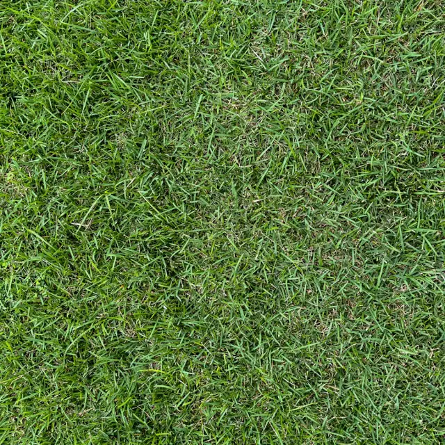 The same lawn after maintenance, filled in with even, healthy green growth