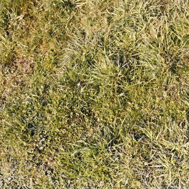 Patchy lawn full of weeds and bare spots before treatment